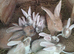 PURE Continental Giants - White Eared - Vaccinated NOBIVAC 3 in 1 READY NOW