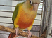 Handreared baby Conures
