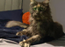 Gabii looking for her forever 5 star home*!