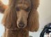Goldendoodles