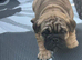 English bulldogs