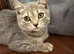 Scottish Fold × Siberian mix