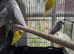 Beautiful young and adult budgies.