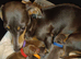 Stunning litter miniature dachshunds