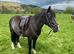 Registered Welsh mare 14.1hh. All rounder