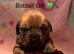 Boxweilers Puppies