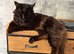Maine coon cross British longhair