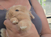 3 Baby Lion lops look for thier new homes in the next 2 weeks!!