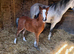 Unreg Welsh a filly