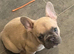 Beautiful female frenchie