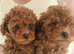 Red toy poodle pups