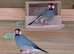 4 Java Finches/Sparrows £40 For 4