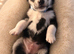 Husky x Labrador