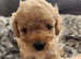 Stunning Cavapoo's with complete puppy package