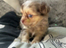 Chihuahua Longcoat chocolate Merle boy