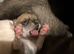 Beautiful Smooth Coat Chihuahua Puppies Ready for Loving Homes