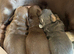 Miniature dachshund boys