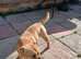 Looking to rehome our 3 year old frenchie pei bambi