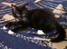 Kittens for sale