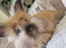 Beautiful baby full breed angoras