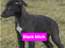 Whippet collie x grey
