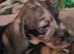 Standard Dachshund puppies 8 weeks old 3 boy and 1 girl.