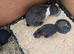 Lion head x lop bunnies