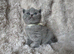 British Shorthair Kittens READY TO LEAVE