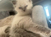 Ready to leave now Beautiful ragdoll kittens