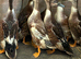 Ducklings for sale