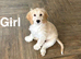 Snowflake beautiful litter of cockapoo
