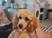6 month old female Miniature poodle