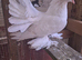 Indian fantails in wembley looking for new home