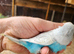 Budgies for sale
