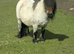 Registered standard shetland mare