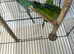 Sweet 6-Month-Old Green Female Quaker Parrot &ndash; &pound;450 (Cage Included)