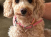 Cavapoochon