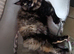 Ragcoon