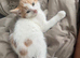 Beauful calico girl