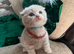 CREAMY & RED COLOR KITTENS