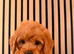 Adorable puppies