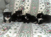 Only 3 left kittens looking for forever homes