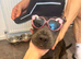 Cane corso cross with presa canario