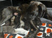 Cane Corso X Mixed Mastiff