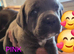 8 stunning Cane Corso looking for forever home