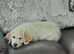 GORGEOUS GOLDENDOODLE PUPPIES READY NOW!!