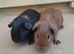 2 young boars