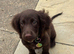 Cocker spaniel boy