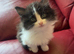 Black and white ragdoll kitten