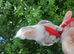 Cockatiel